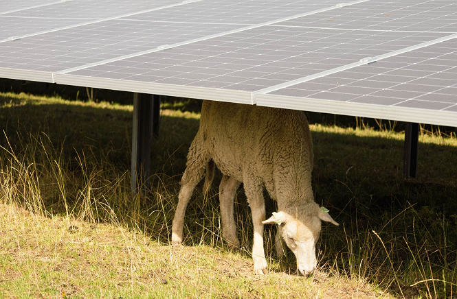 Schaap Grazen Zonnepanelen 665X436