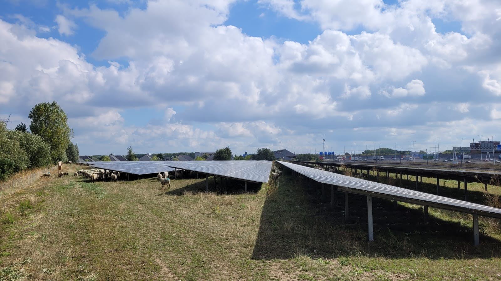 Realisatiefonds Schapen Aan Het grazen naast en onder zonnepanelen